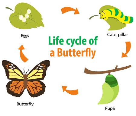 Một Cuốn Sach Tren Cả Tuyệt Vời Danh Cho Trẻ Em The Very Hungry Caterpillar